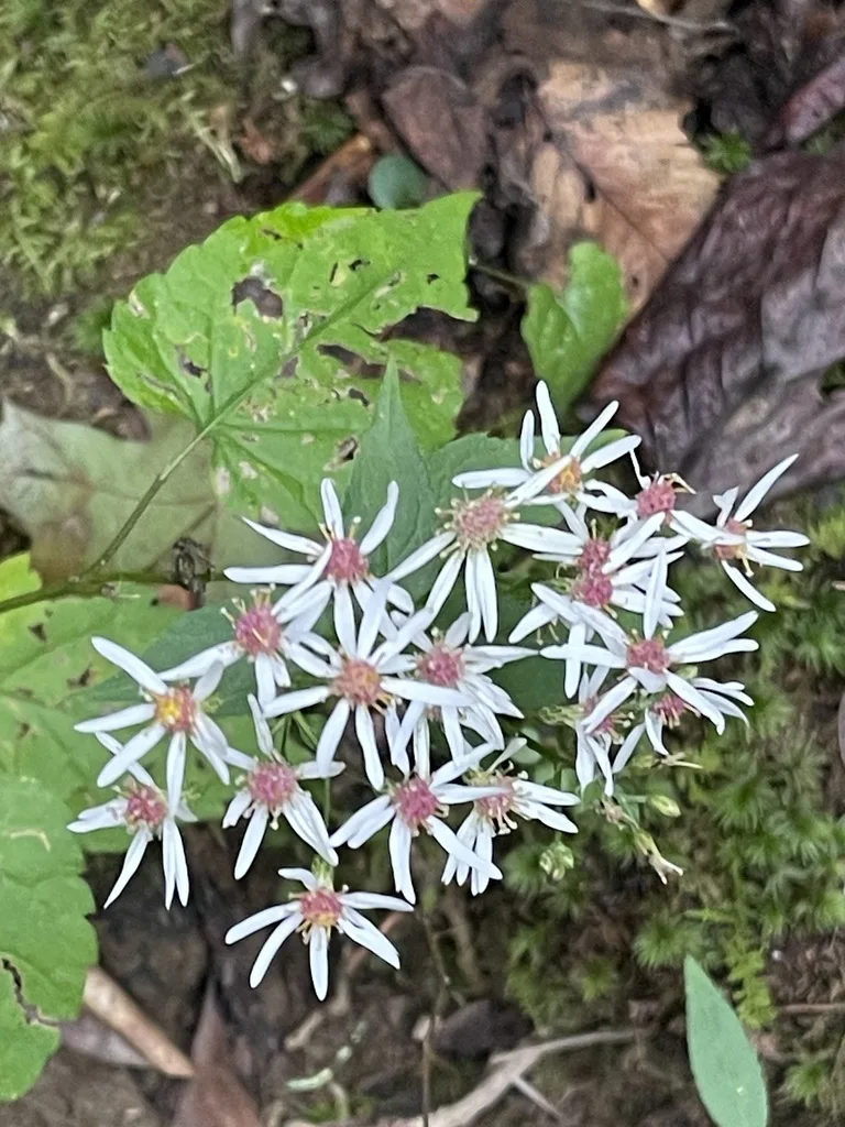 White Wood Aster