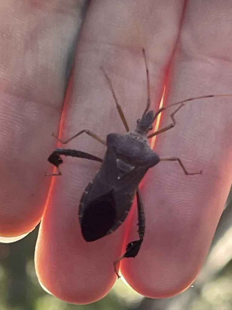 Magnolia Leaf-Footed Bug