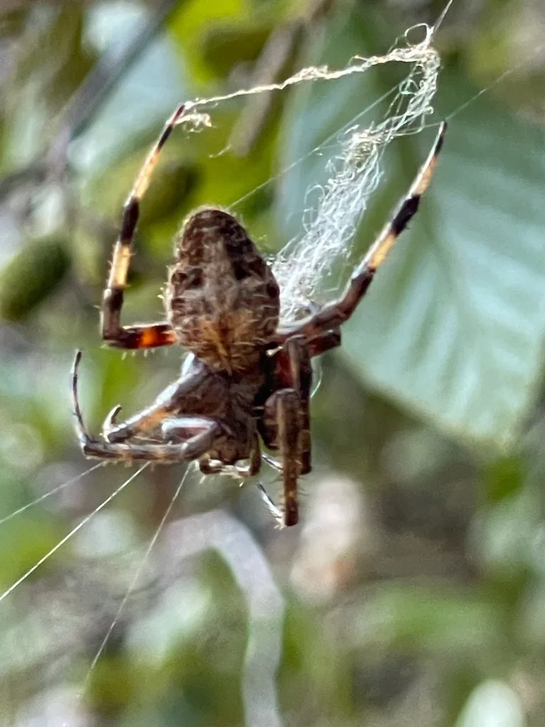Spotted Orbweaver