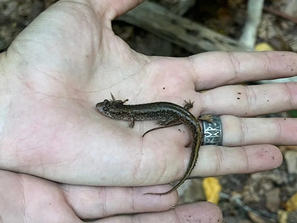 Northern Dusky Salamander