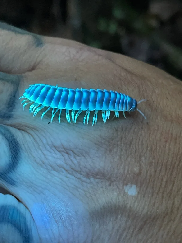 Millipede Under Ultraviolet Light