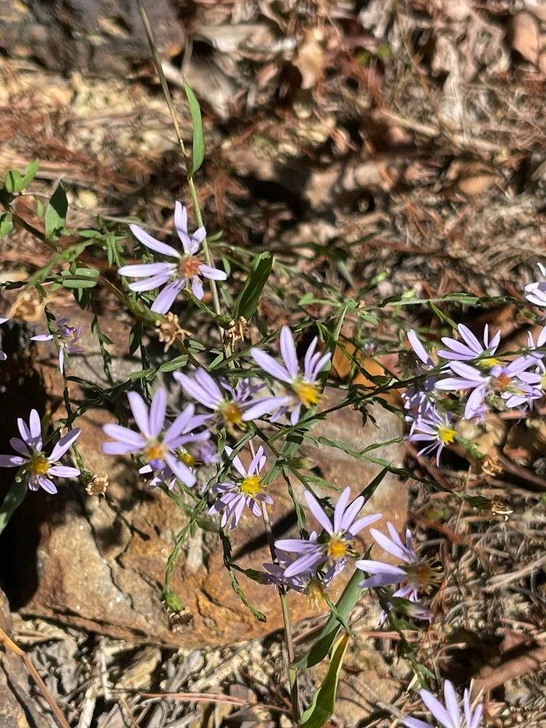 American Asters