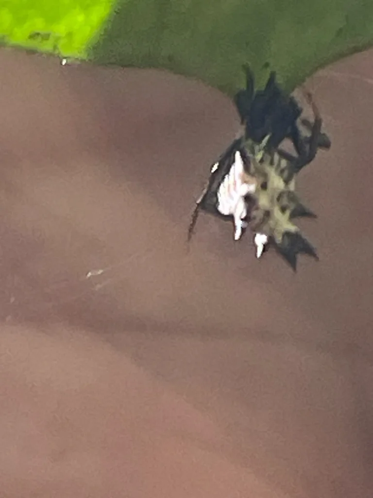 Spined Micrathena