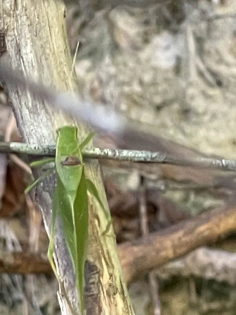 Lesser Anglewing