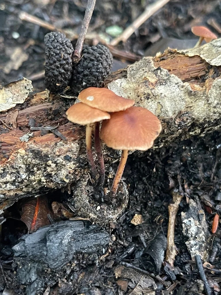 Orange Faint Foot Mushroom
