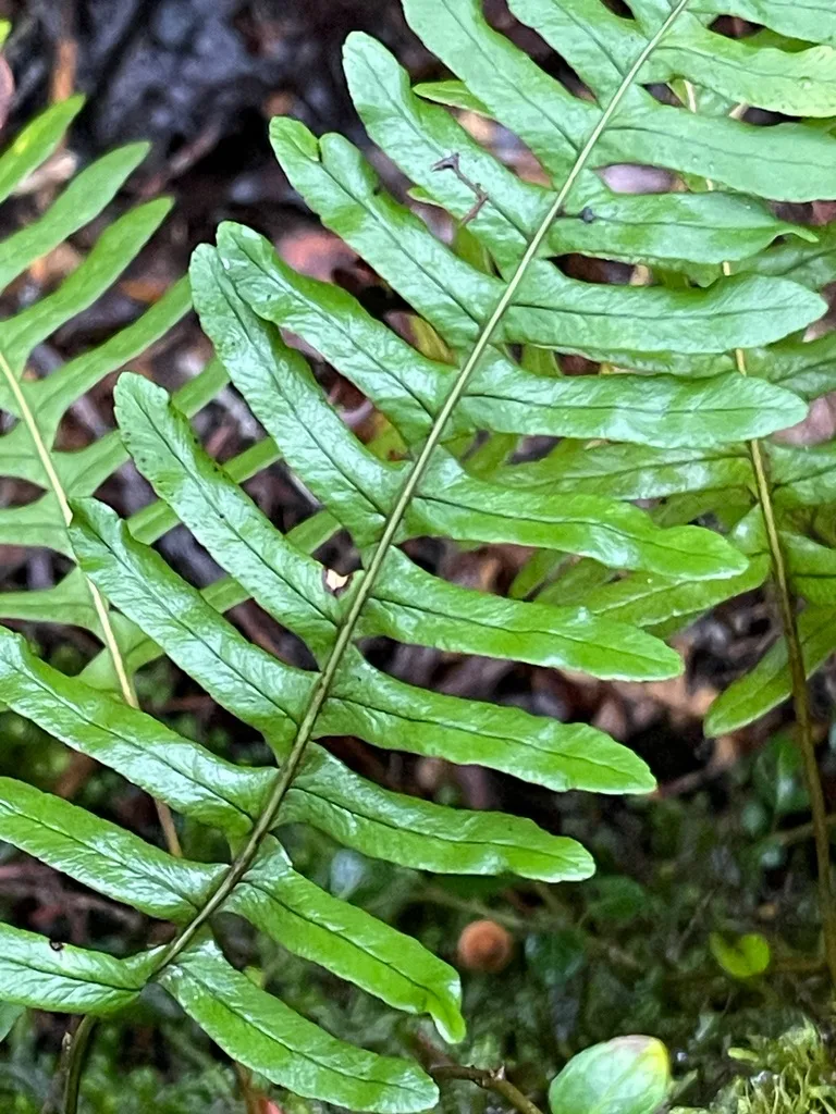 Appalachian Rockcap Fern