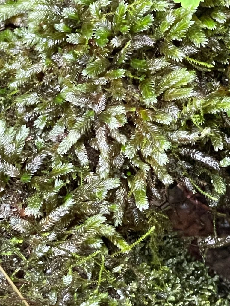 Large-Leaved Pocket Moss