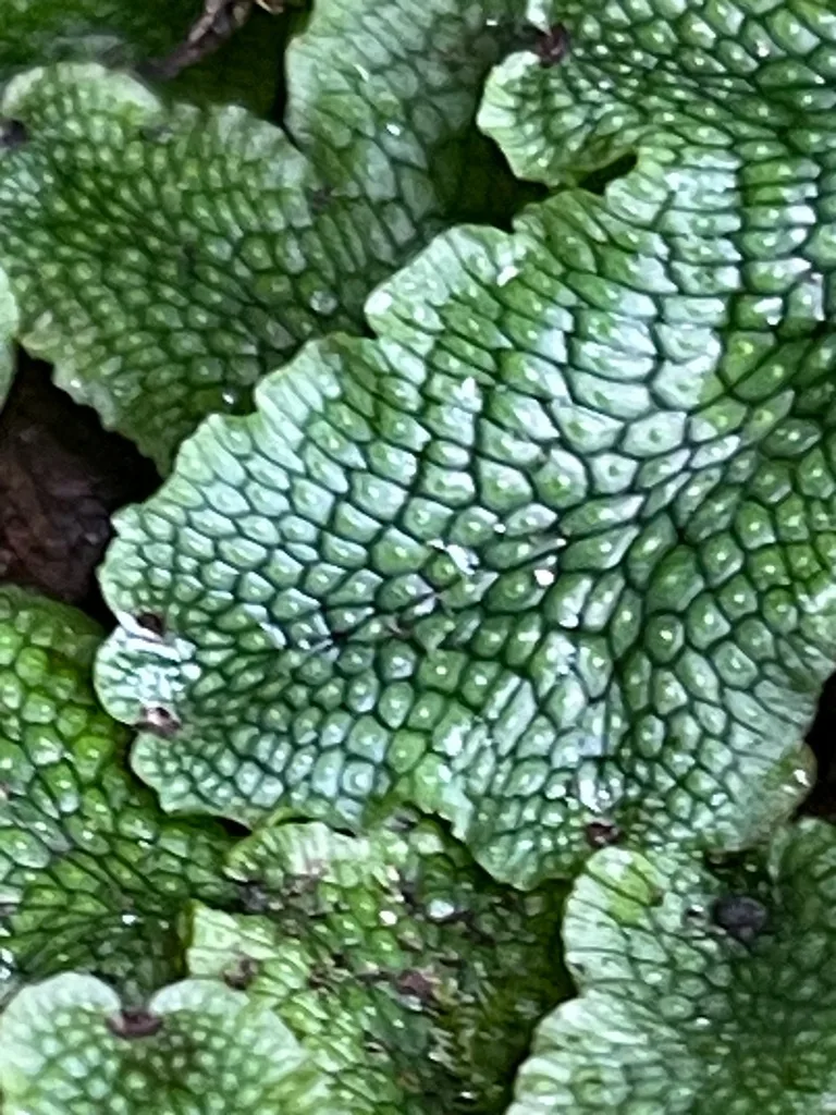 Snakewort