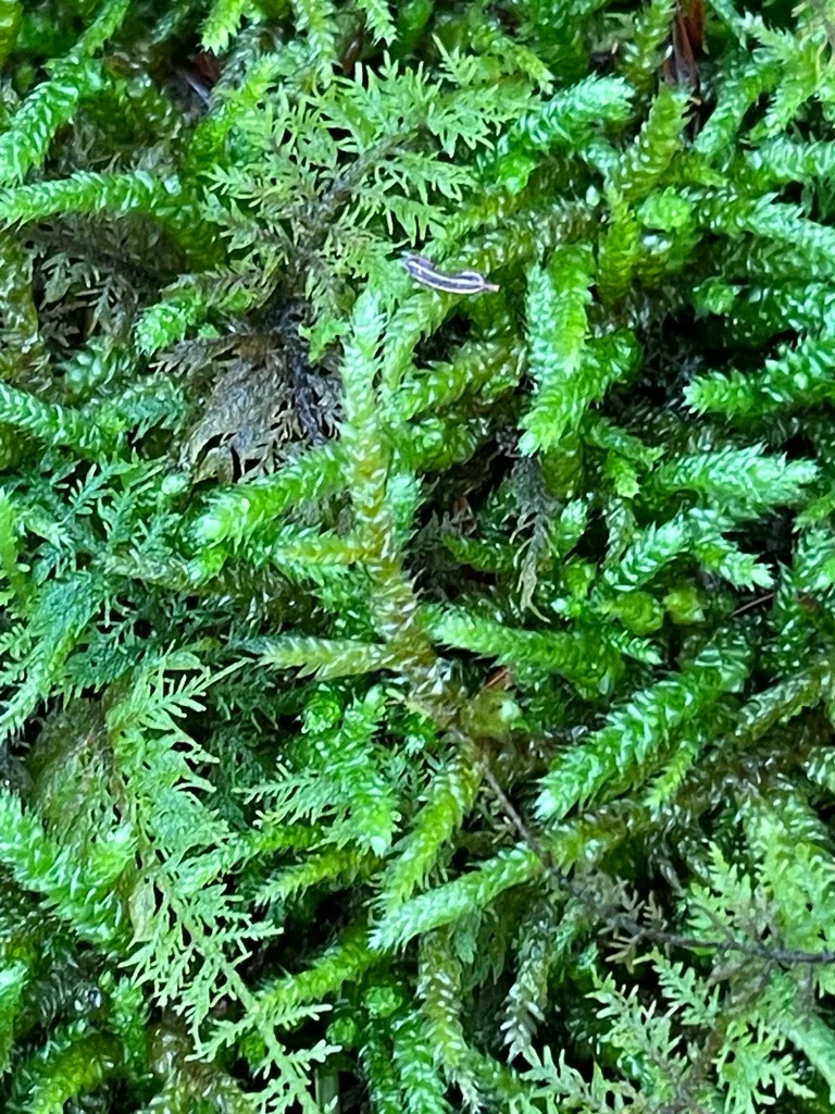 Spoon-Leaved Moss