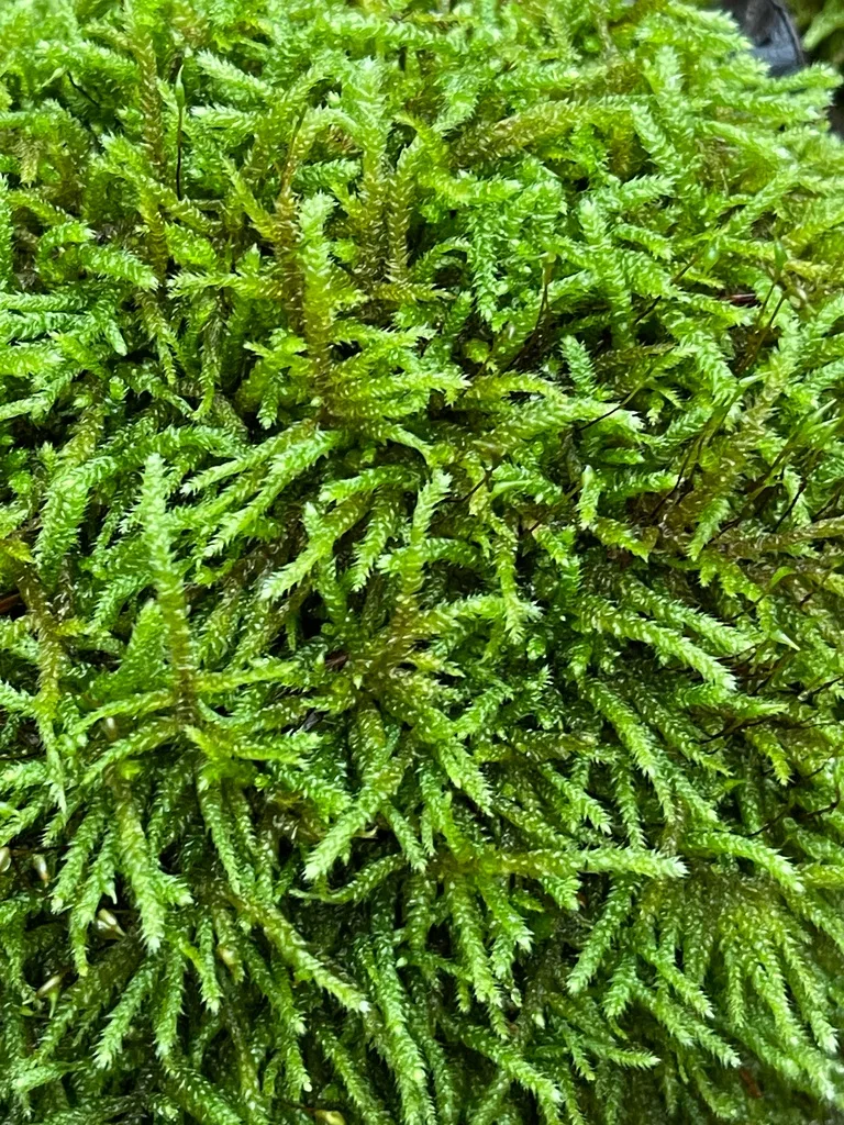 Spoon-Leaved Moss