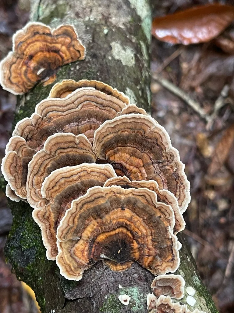 Turkey-Tail