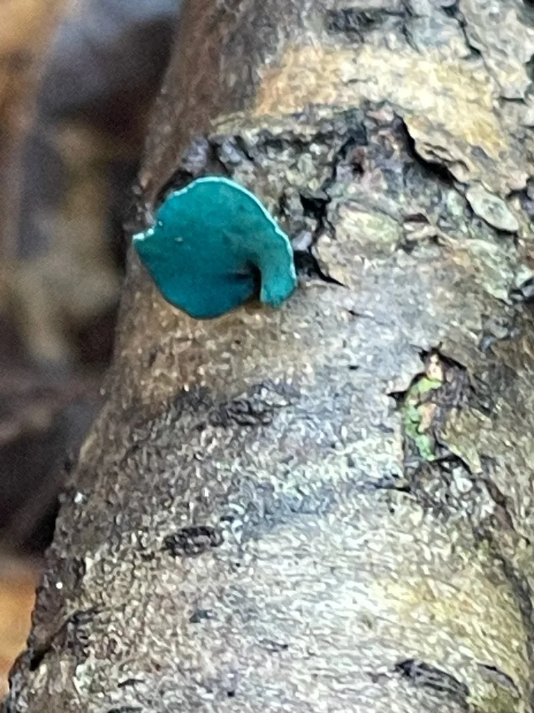 Green Wood Cup