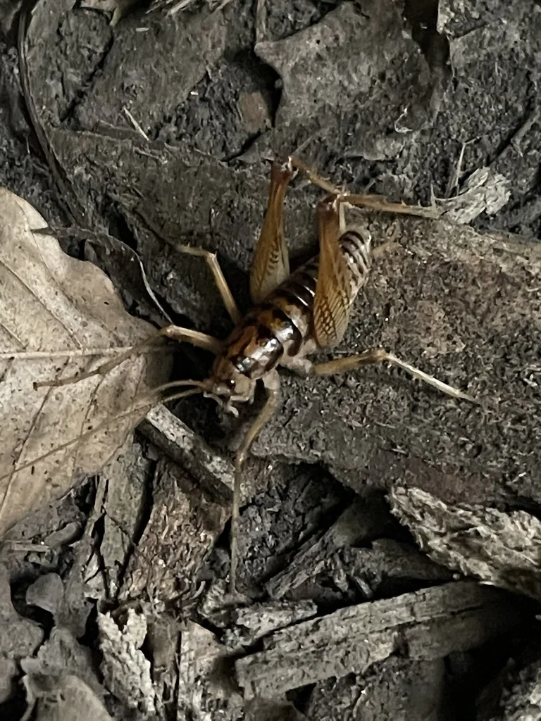 Appalachian Crevice Crickets