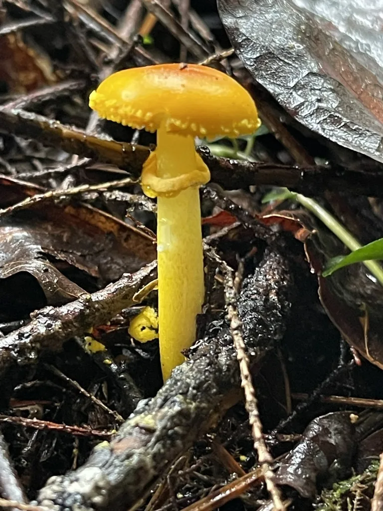 Yellow Patches