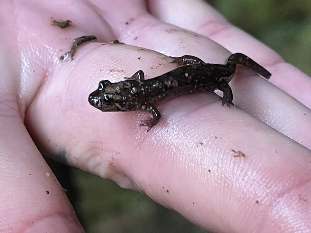 Dusky Salamanders
