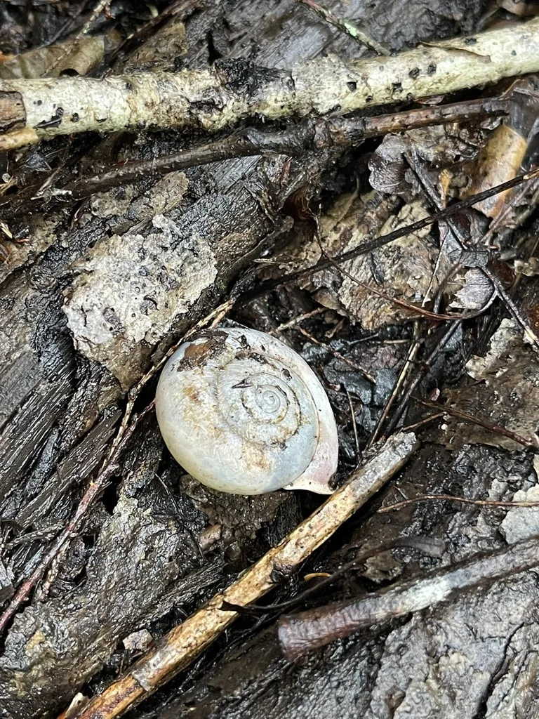 Triodopsinae