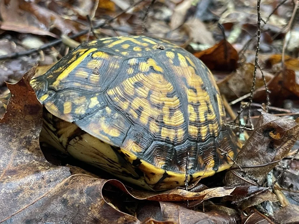Eastern Box Turtle