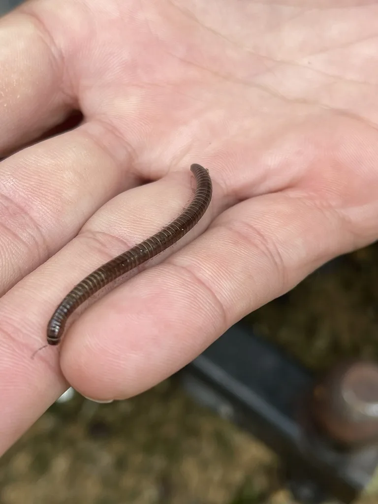 Flocculent Tailed Millipede