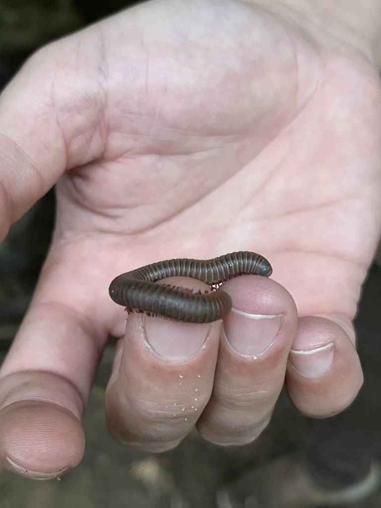 American Giant Millipede Complex