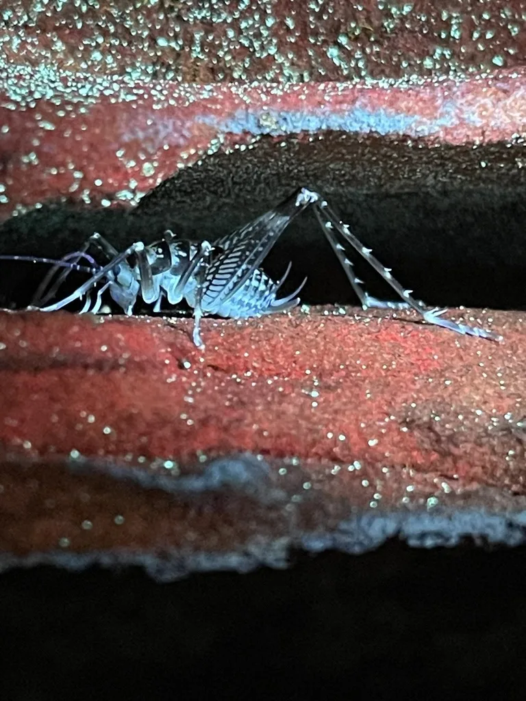 Allegheny Crevice Cricket