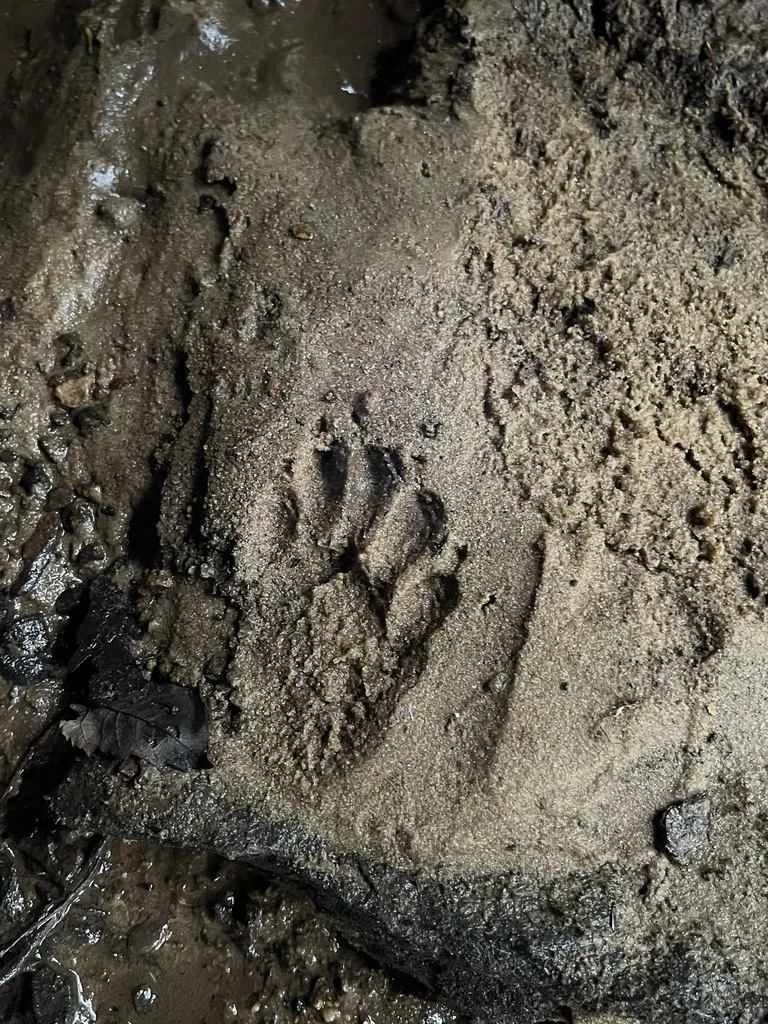 Mammal Track