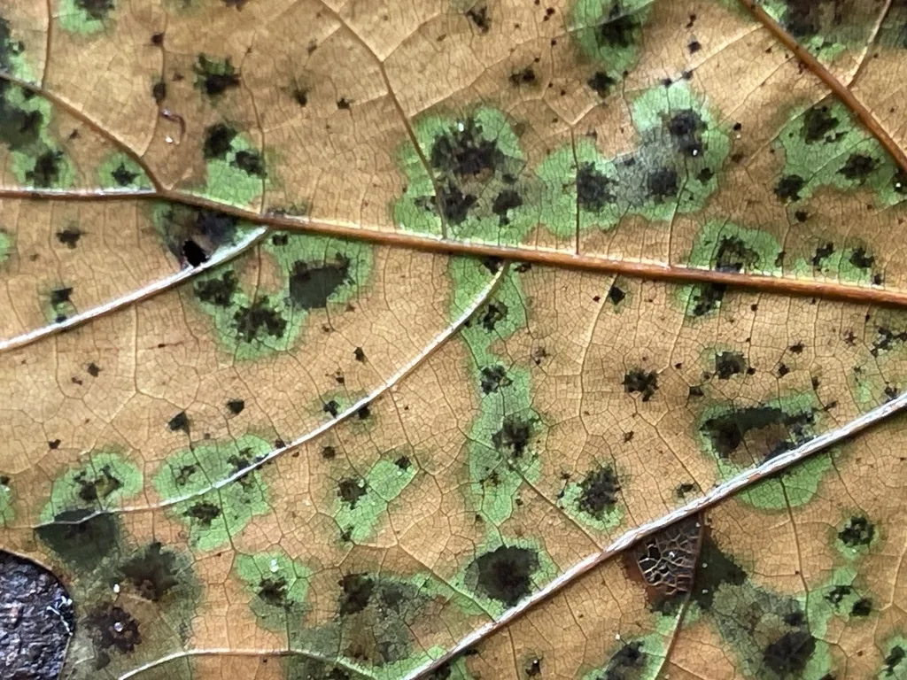 Polystepha pustuloides