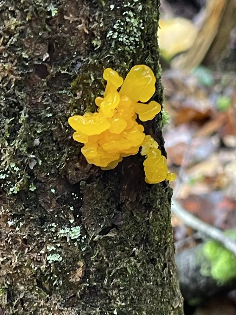 Orange Jelly Spot