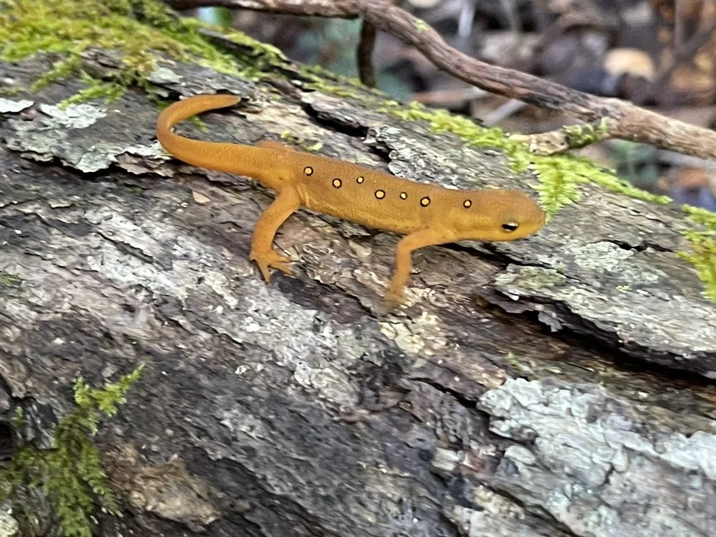 Eastern Newt
