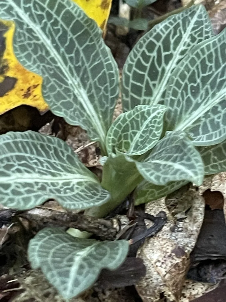 Downy Rattlesnake Plantain