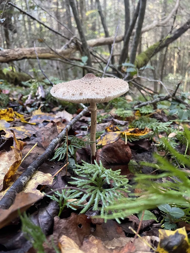 Myla's Parasol