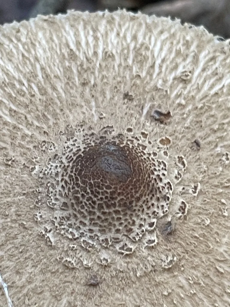 Myla's Parasol — A closer view of the parasol’s patterned cap.
