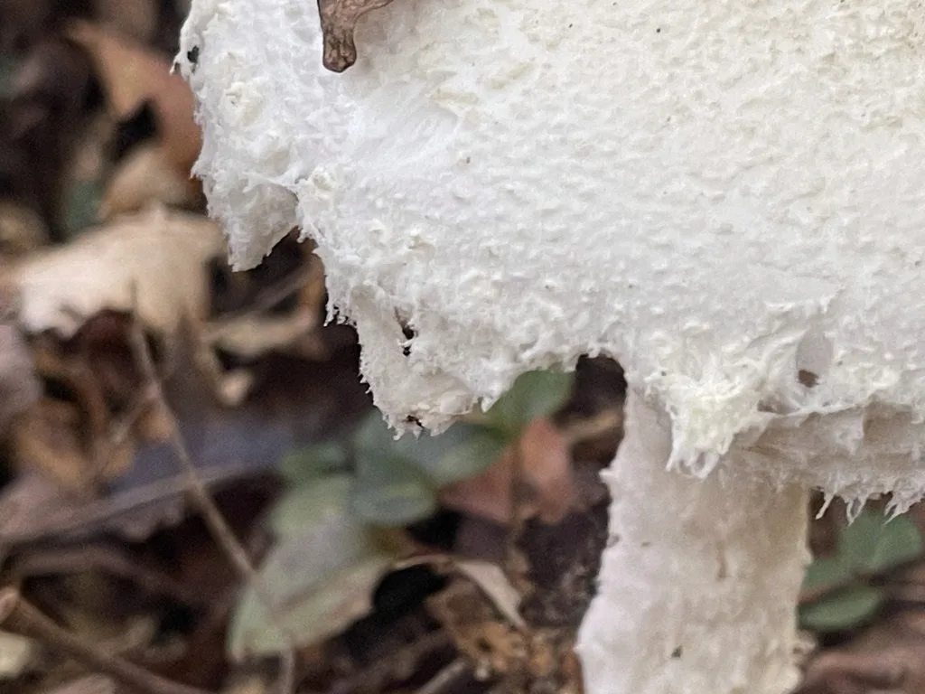 Amanita Subg. Amanitina — Fine remnants along the cap margin.