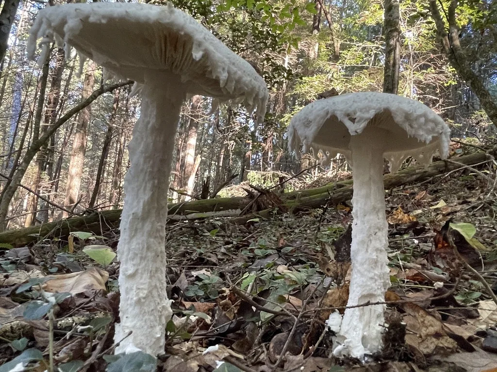 Amanita Subg. Amanitina