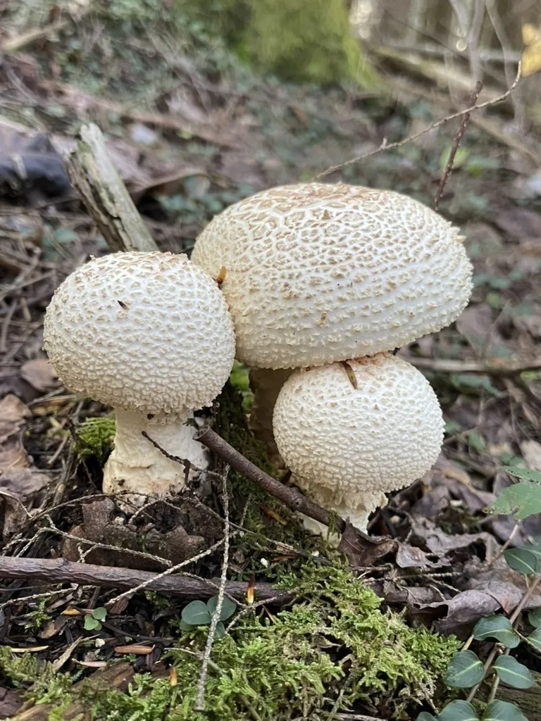 Carrot-Footed Lepidella