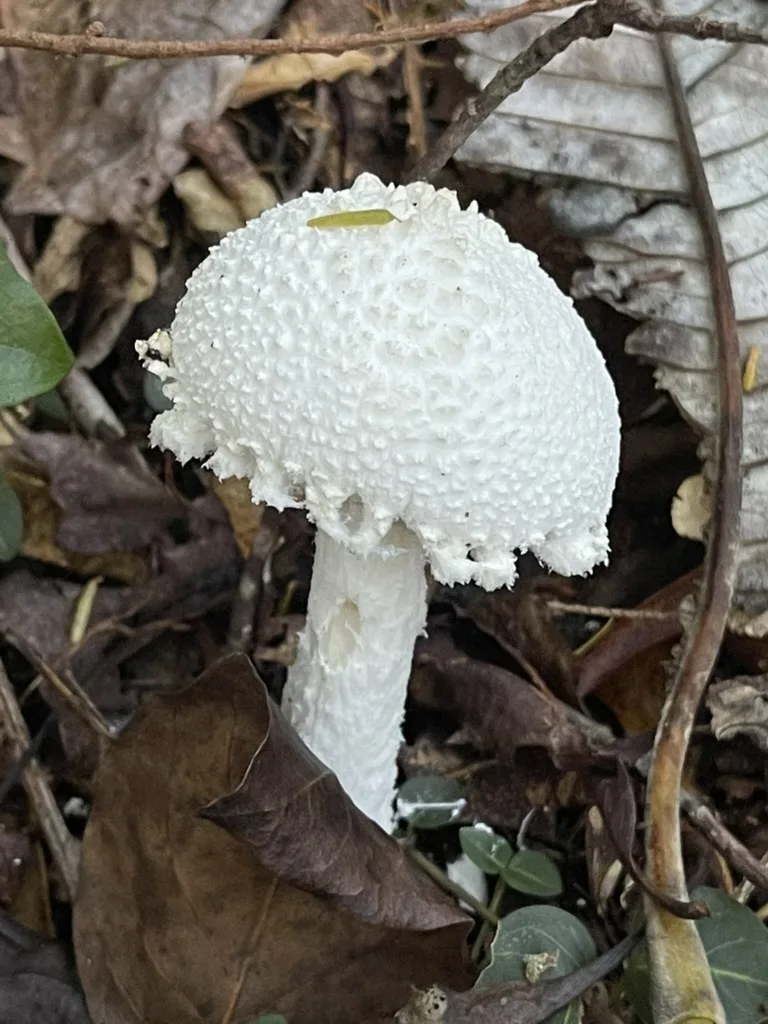 Coker's Amanita