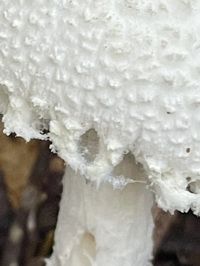 Coker's Amanita — A closer view of the cap’s raised surface texture.