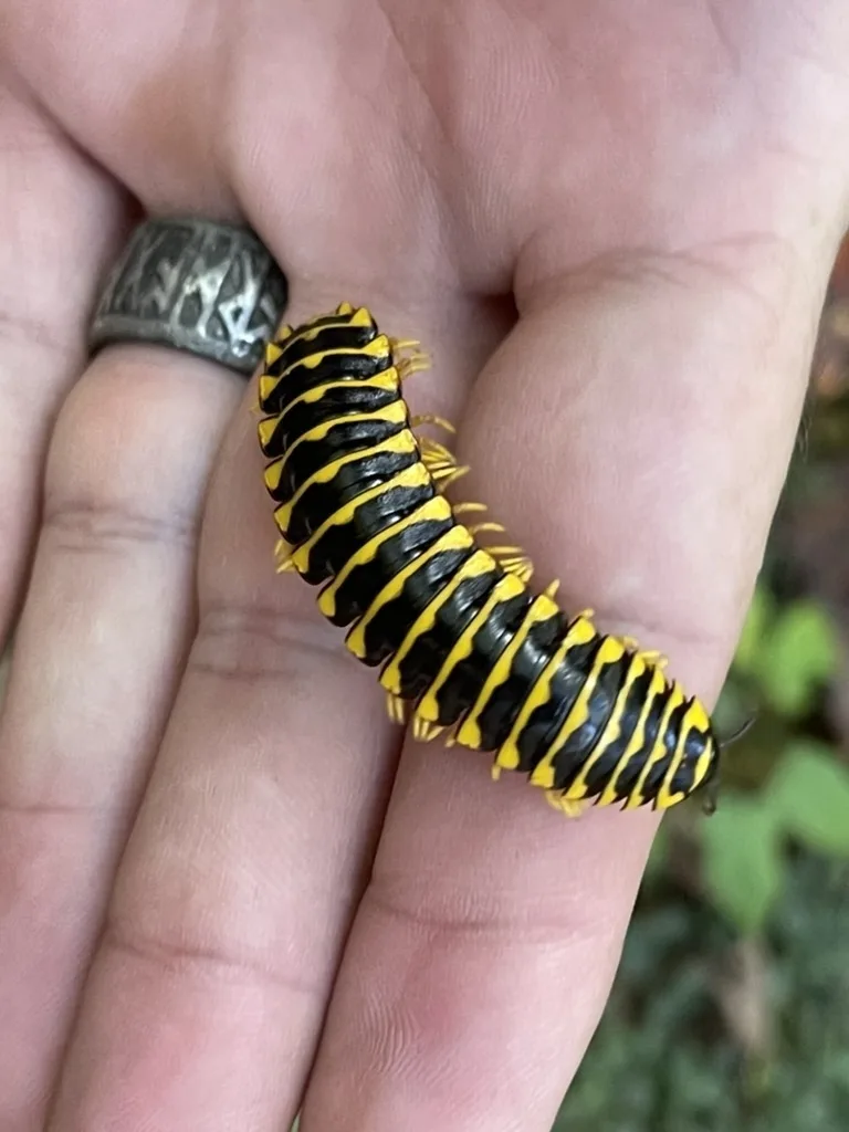 Apheloriini