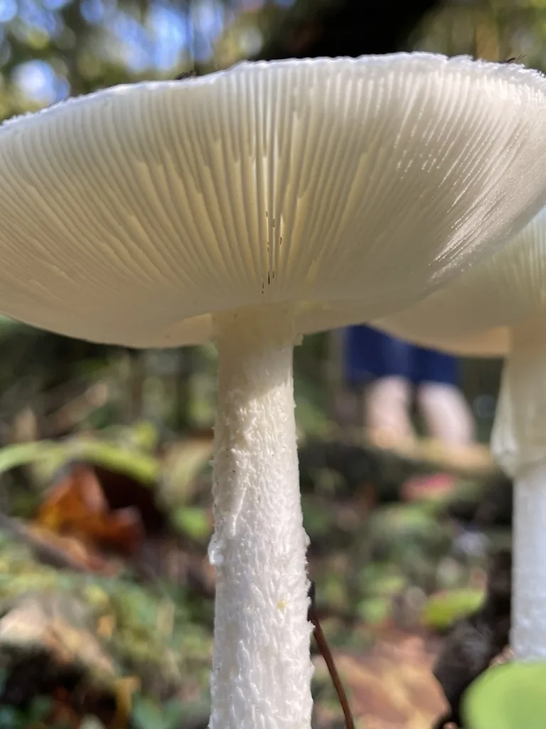 Eastern North American Destroying Angel — Gills and the upper stalk from below.