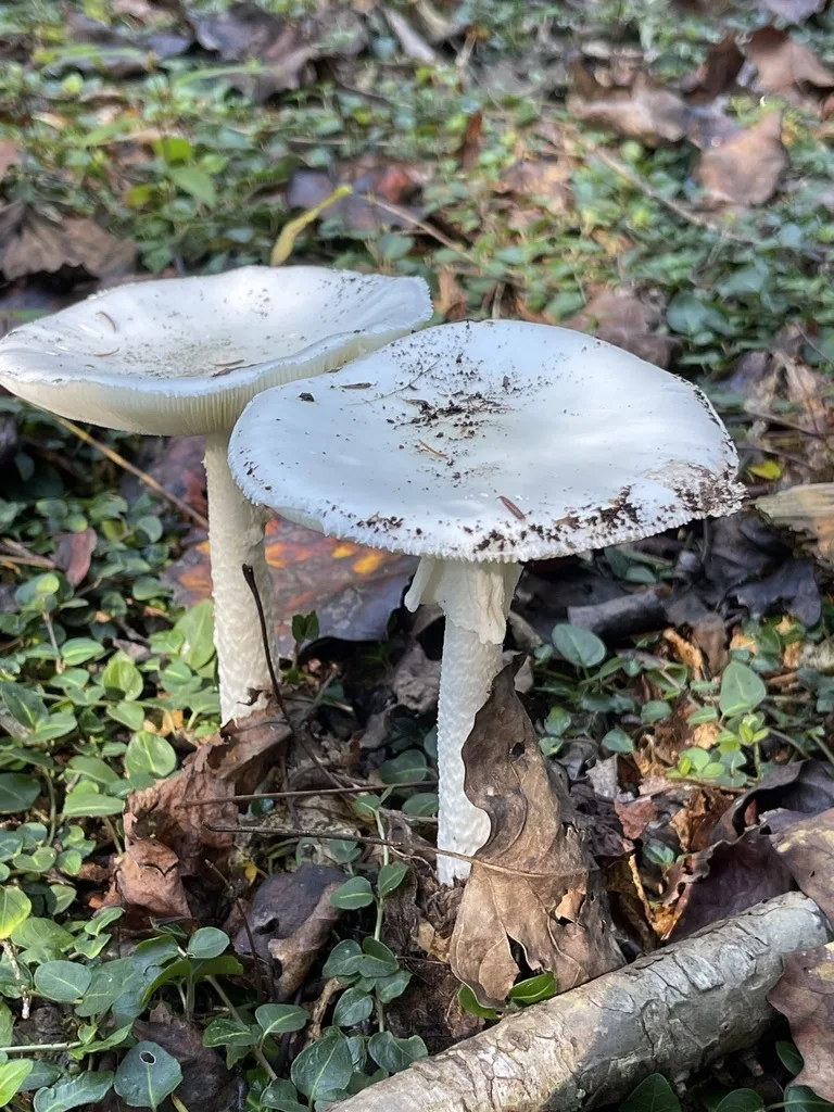 Eastern North American Destroying Angel