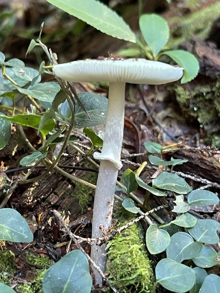 Coker's Lavender Staining Amanita
