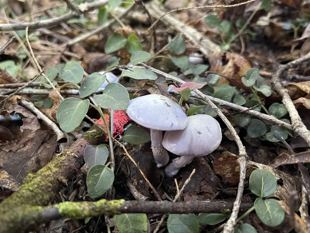 Purple-and-White Deceiver