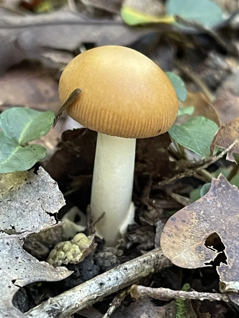 Amanita Sect. Vaginatae