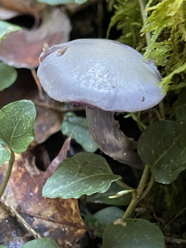 Purple-and-White Deceiver