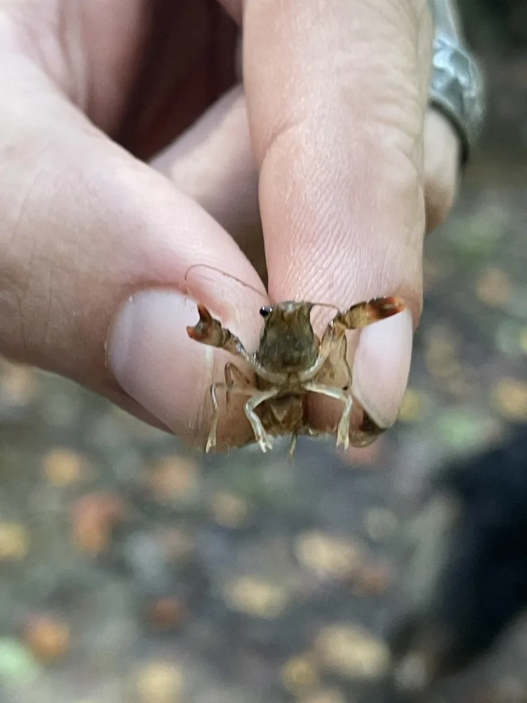 Eastern Crayfish