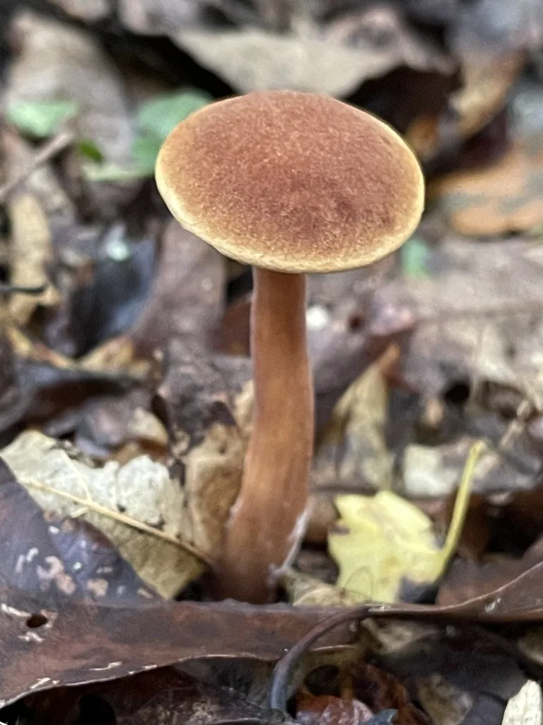 Graceful Bolete