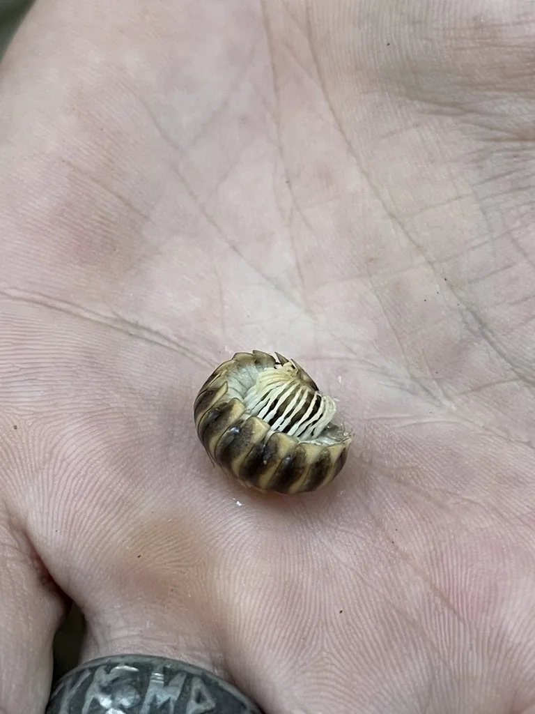 Appalachian Mimic Millipedes