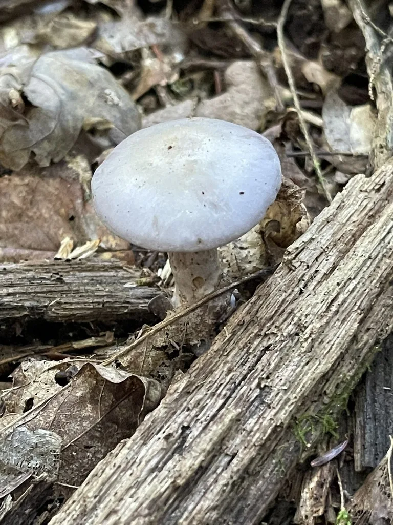 Webcaps