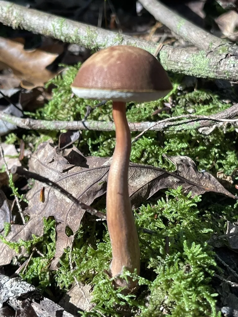 Graceful Bolete