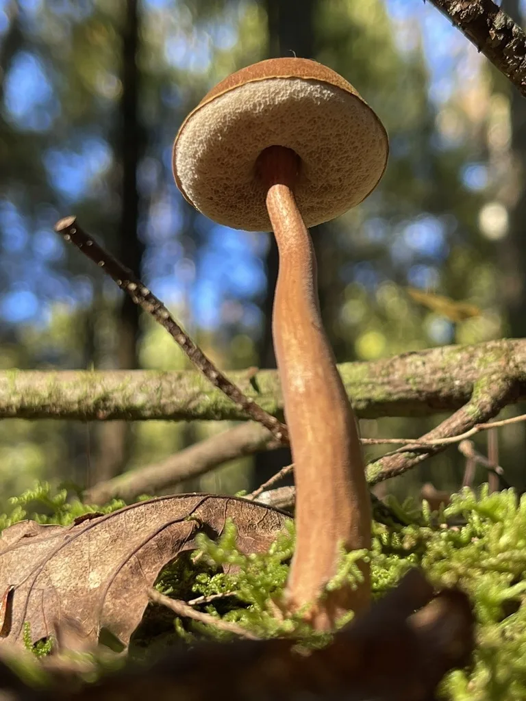 Graceful Bolete — Pore surface beneath the cap.