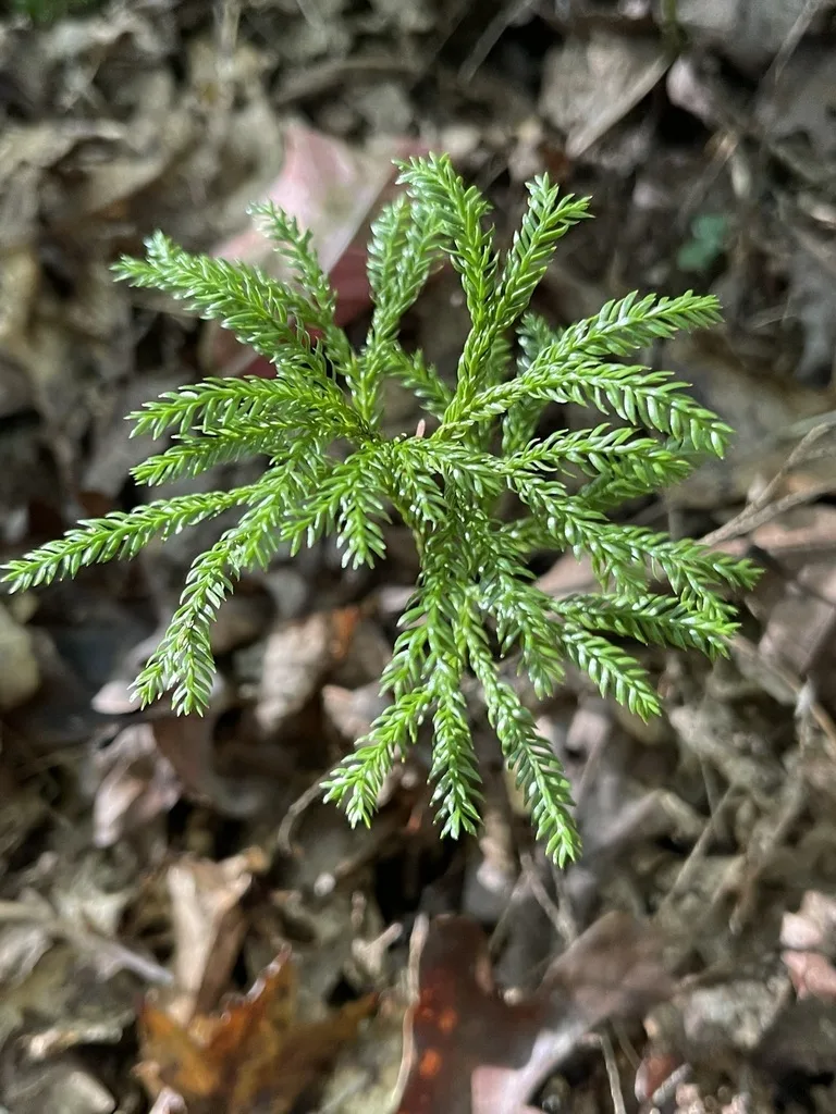 Flat-Branched Tree-Clubmoss